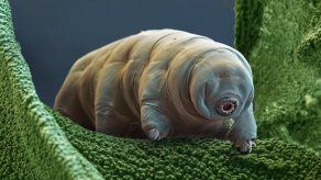 Hallan proteína en oso de agua que le hace tolerante a entornos adversos