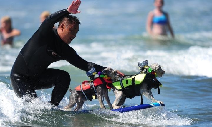 Concurso Anual de Perros Surfistas