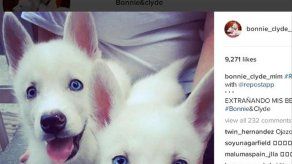 Maluma abre un Instagram a sus perros y consigue miles de seguidores