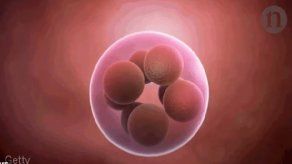 Investigadores corrigen genes defectuosos en embriones humanos por primera vez