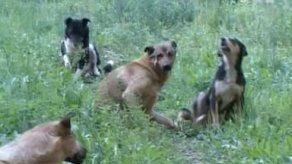 Rusia: los perros callejeros se convierten en un problema