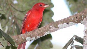 Por séptimo año consecutivo Panamá se suma al Día Mundial de Observación de Aves.