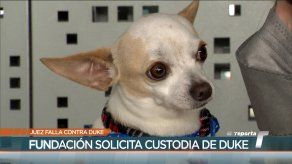 Apelan fallo de devolver a perro Duke a casa donde fue maltratado