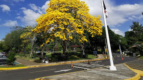 Árbol guayacán.