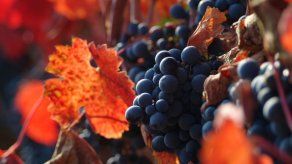 Octubre de vendimia y vino en Marruecos