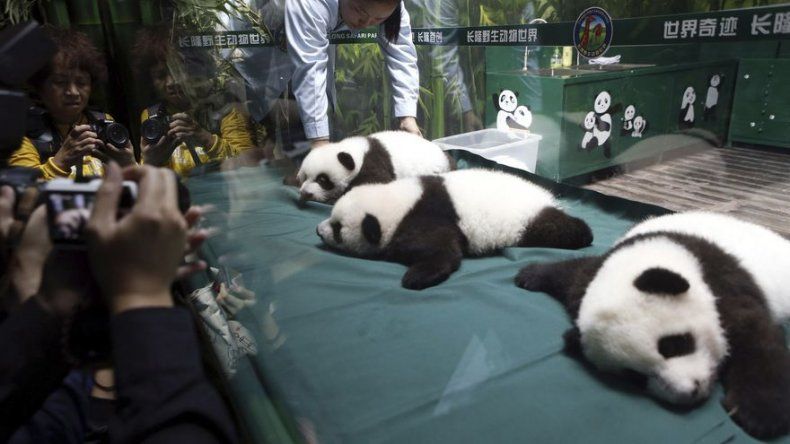 Únicos pandas trillizos del mundo, cumplen 100 días de vida