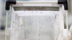 Científicos trabajan contrarreloj para descubrir las características del zika