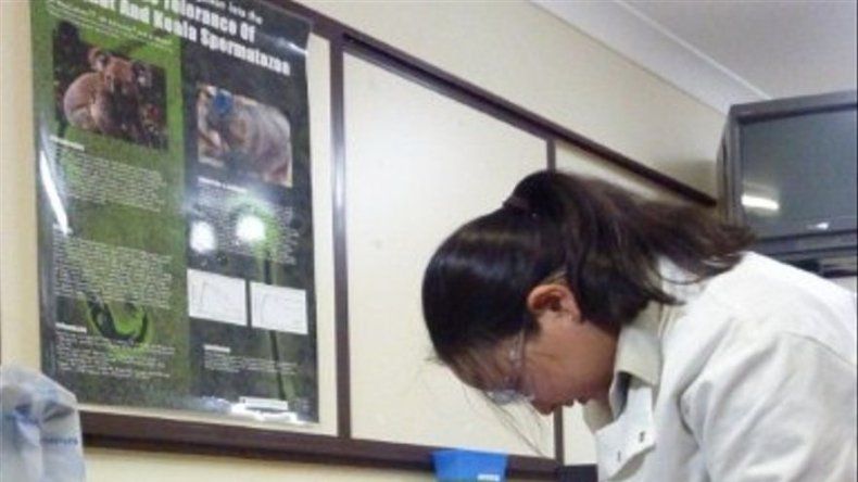 Un banco de esperma para la Gran Barrera de coral en peligro