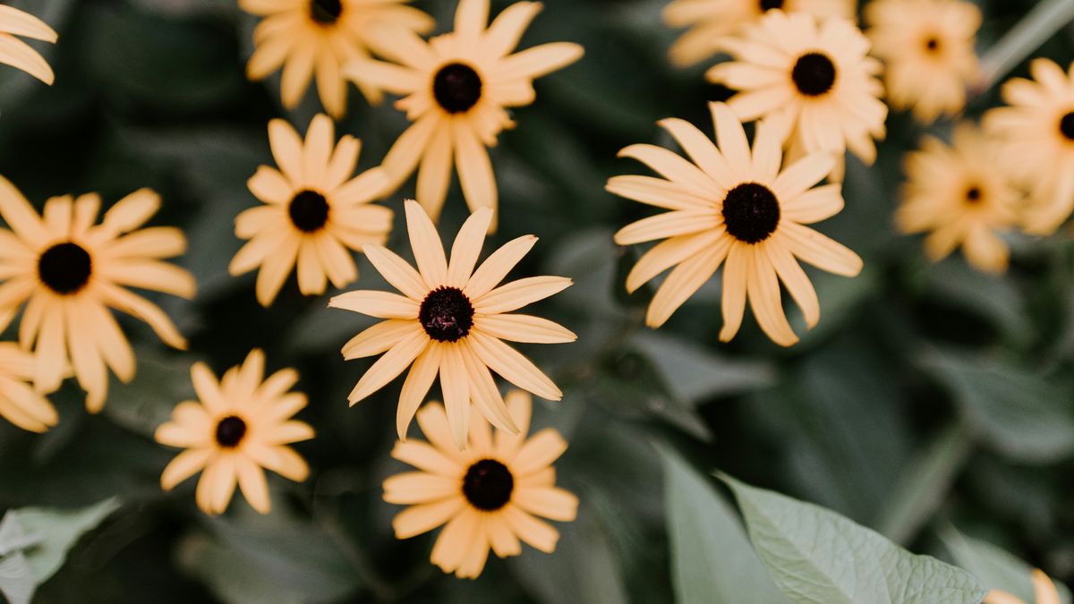 Tendencia de las Flores Amarillas.&nbsp;