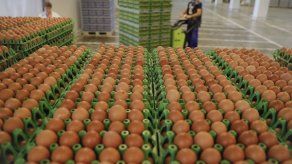Huevos contaminados afectan a 40 países de la UE