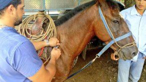 MIDA inicia jornada de vacunación por encefalitis equina MIDA inicia jornada de vacunación por encefalitis equina