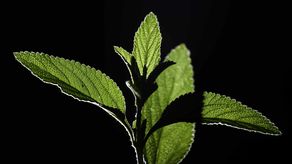 Detectan compuesto en una planta que podría contrarrestar células cancerosas