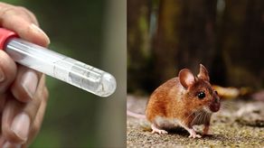 Minsa reitera a la población fortalecer medidas sanitariascontra el dengue y hantavirus.