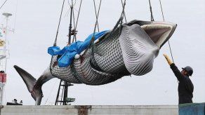 Japón acoge la primera subasta de carne de ballena desde que retomara la caza