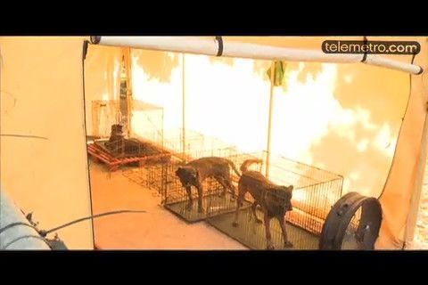 Investigan residencia con más de nueve perros en Cerro Viento