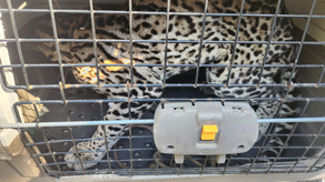 MiAmbiente liberan a cría de ocelote rescatada en Parque Soberanía