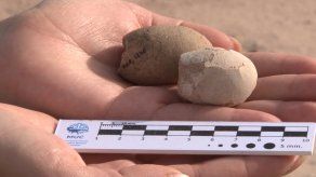 Hallan en sur de Argentina 160 huevos fósiles de aves prehistóricas