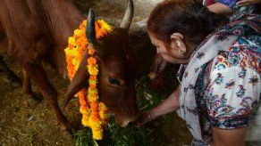 Un estado indio aprueba penas de cadena perpetua por matar vacas