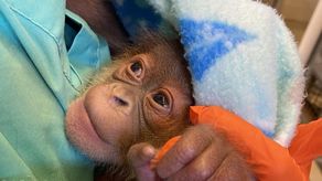 Bebé orangután de Sumatra.