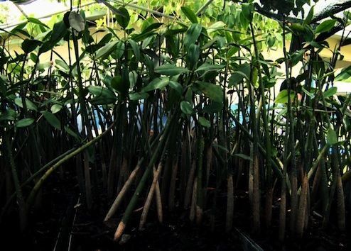 Los guardianes del manglar en la bahía de Chame