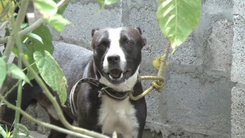 Mujer en Chiriquí hospitalizada tras ser atacada por tres pitbull