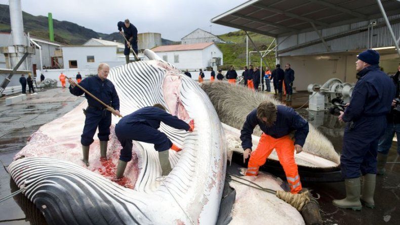 Países procaza y sus aliados impiden creación de santuario de ballenas
