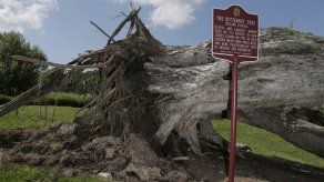 Tormentas derriban nogal de 245 años en Nueva Jersey