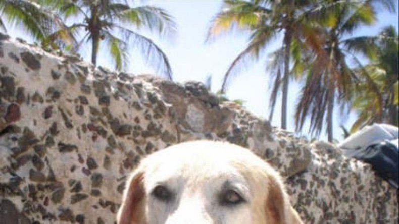 Galeria de mascotas de Tu Mañana