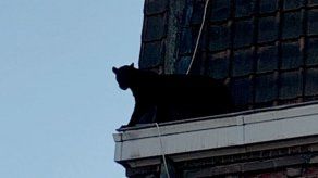 Roban en Francia una pantera negra que se escapó de un domicilio particular