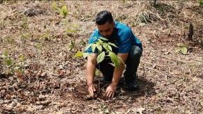 TR Verde: Día Nacional de la Reforestación