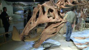 Exponen en EEUU reconstrucción de enorme dinosaurio semiacuático