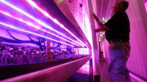 Comida fresca en el mar: EEUU estudia huertos en submarinos