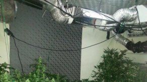 Desmantelan laboratorio para cultivo de marihuana en Pedregal Desmantelan laboratorio para cultivo de marihuana en Pedregal