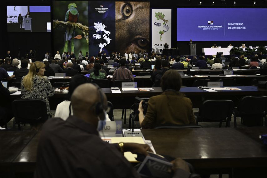 Esto reclaman la Unión Internacional para la Conservación de la Naturaleza (UICN) y oenegés en la Convención sobre el Comercio Internacional de Especies Amenazadas de Fauna y Flora Silvestres.