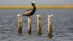 Los pelícanos desaparecieron de Luisiana, pero regresaron después de una exitosa iniciativa para preservar la especie.