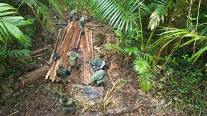 Tala ilegal en el Parque Nacional Volcán Barú.