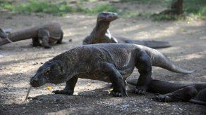 Ver de cerca un dragón de Komodo pronto podría costar 500 dólares
