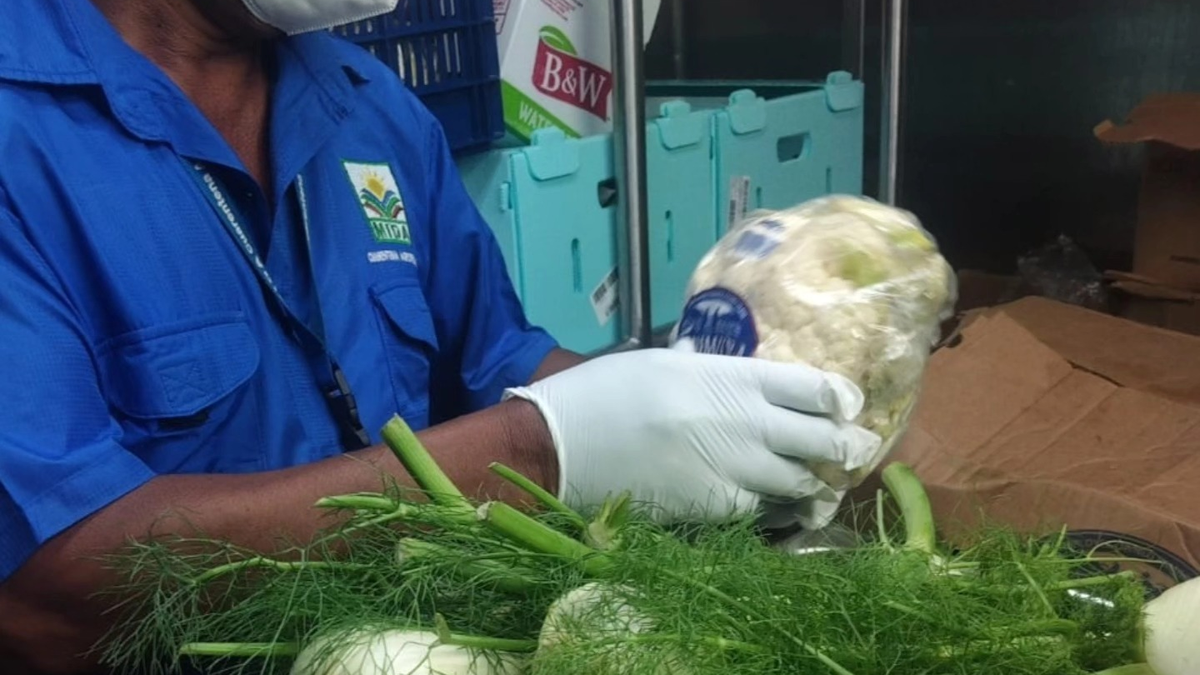 Inspecciones del MIDA en cruceros de Bocas del Toro. Inspecciones del MIDA en cruceros de Bocas del Toro.