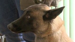 Perros detectores del cáncer de mama