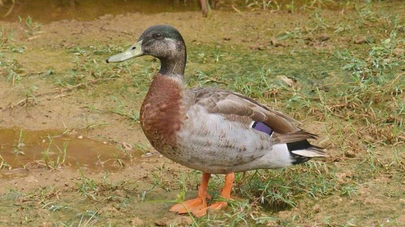 Muere en una isla del Pacífico el pato más solitario del mundo