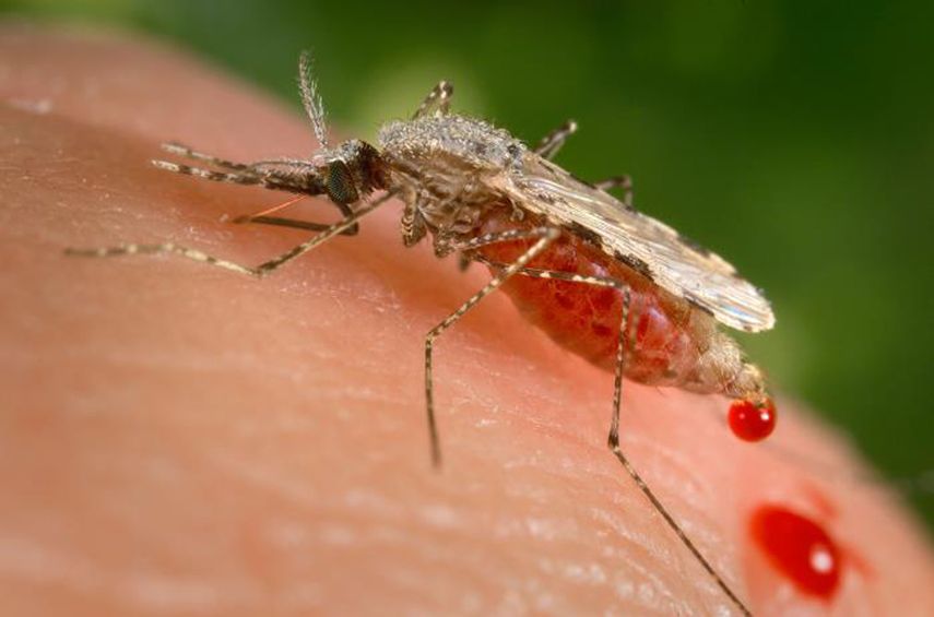 La malaria se propaga por picaduras de mosquito y mata a unas 400