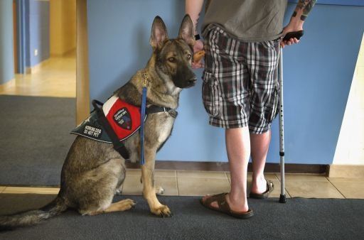Los perros distinguen entre el agite de la cola a la derecha o a la izquierda