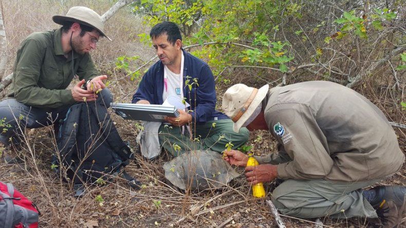 Buscan en Galápagos tortugas gigantes emparentadas con dos especies extintas