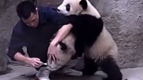 A los bebés panda tampoco les gusta tomar sus medicinas