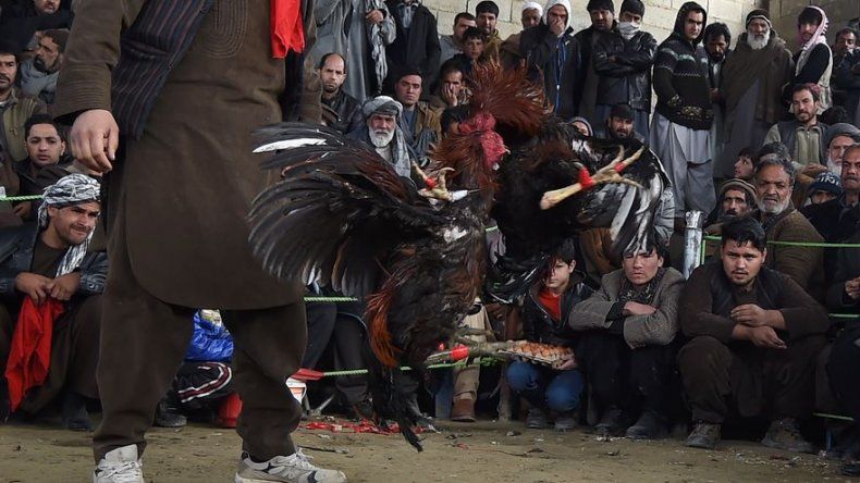 Peleas de gallos en Kabul, el sangriento pasatiempo que levanta el vuelo