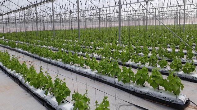 Inauguran en Coclé el vivero orgánico más grande de Centroamérica