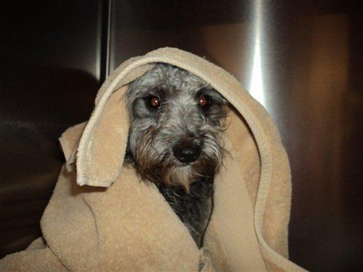 Rescatan a perro atado a vías férreas en EEUU