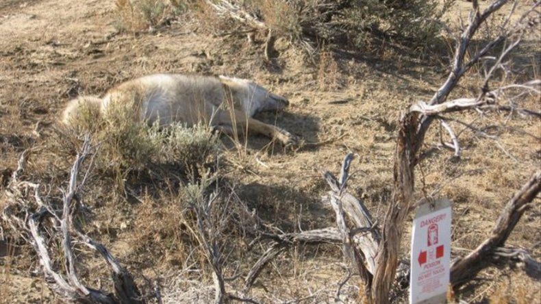 EEUU vuelve a autorizar bombas de cianuro contra animales salvajes