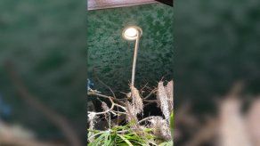 Cobra real se escapa de zoológico sueco y se gana el apodo de Houdini