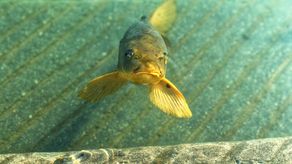 Peces depredadores alteran el ecosistema del Canal de Panamá